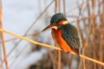 IJsvogel (Alcedo atthis) in het riet, Den Oever